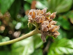Jacquemontia guianensis