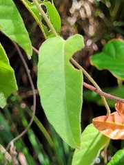 Jacquemontia guianensis