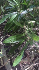 Pouteria salicifolia