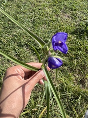 Tradescantia occidentalis