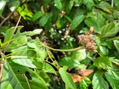 Jacquemontia guianensis