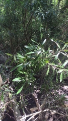 Pouteria salicifolia