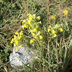 Bellardia viscosa