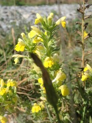 Bellardia viscosa