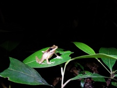 Indosylvirana nicobariensis