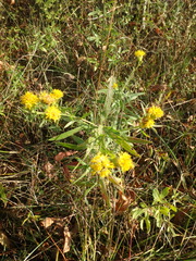 Galatella linosyris