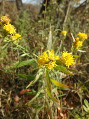 Galatella linosyris
