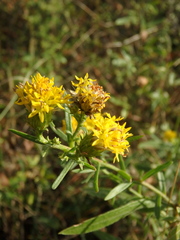 Galatella linosyris
