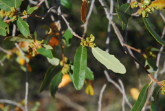 Quercus engelmannii