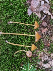 Entoloma luteum