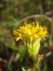 Galatella linosyris
