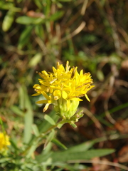 Galatella linosyris