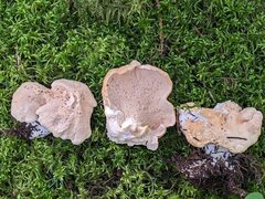 Hydnum washingtonianum