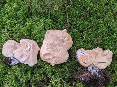 Hydnum washingtonianum