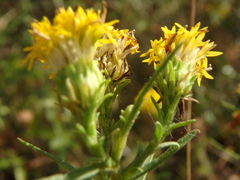 Galatella linosyris