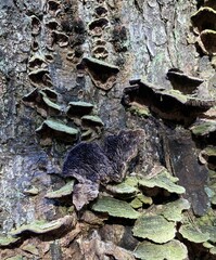 Trichaptum laricinum