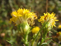 Galatella linosyris