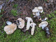 Hydnum washingtonianum