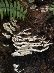 Fomitopsidaceae