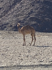 Camelus dromedarius