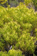 Leucadendron platyspermum