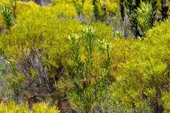 Leucadendron platyspermum