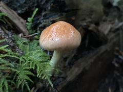 Pyrrhulomyces astragalinus