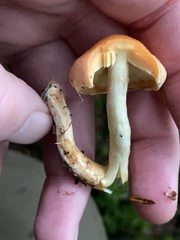 Pyrrhulomyces astragalinus