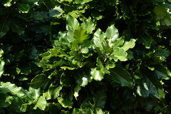 Magnolia pterocarpa