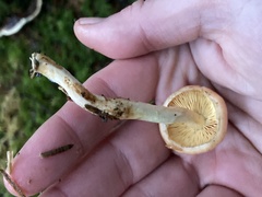 Pyrrhulomyces astragalinus