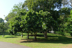 Magnolia pterocarpa