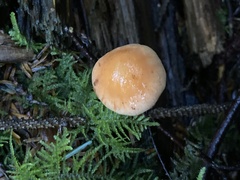 Pyrrhulomyces astragalinus