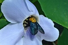 Xylocopa aestuans