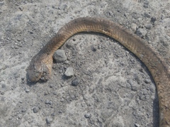 Pareas carinatus