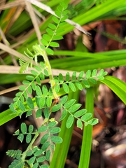 Aeschynomene histrix