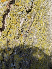 Xanthomendoza fallax