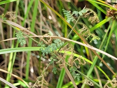 Aeschynomene histrix