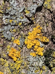 Xanthomendoza fallax