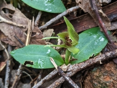 Chiloglottis grammata