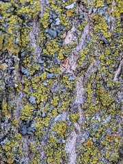 Xanthomendoza fallax