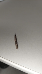 Tineinae