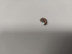 Tineinae
