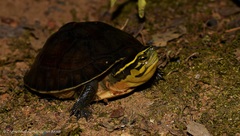 Cuora amboinensis kamaroma