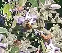 Xylocopa tabaniformis azteca