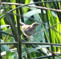 Locustella luscinioides