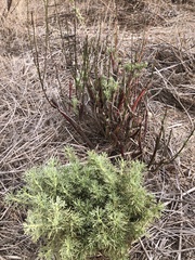 Artemisia californica