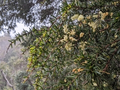 Acacia riceana
