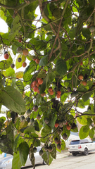 Solanum betaceum
