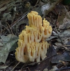 Ramaria formosa