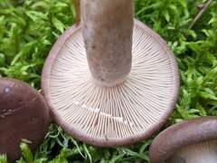 Lactarius trivialis